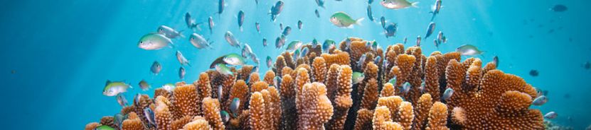 Уммахат Эль-Шейх