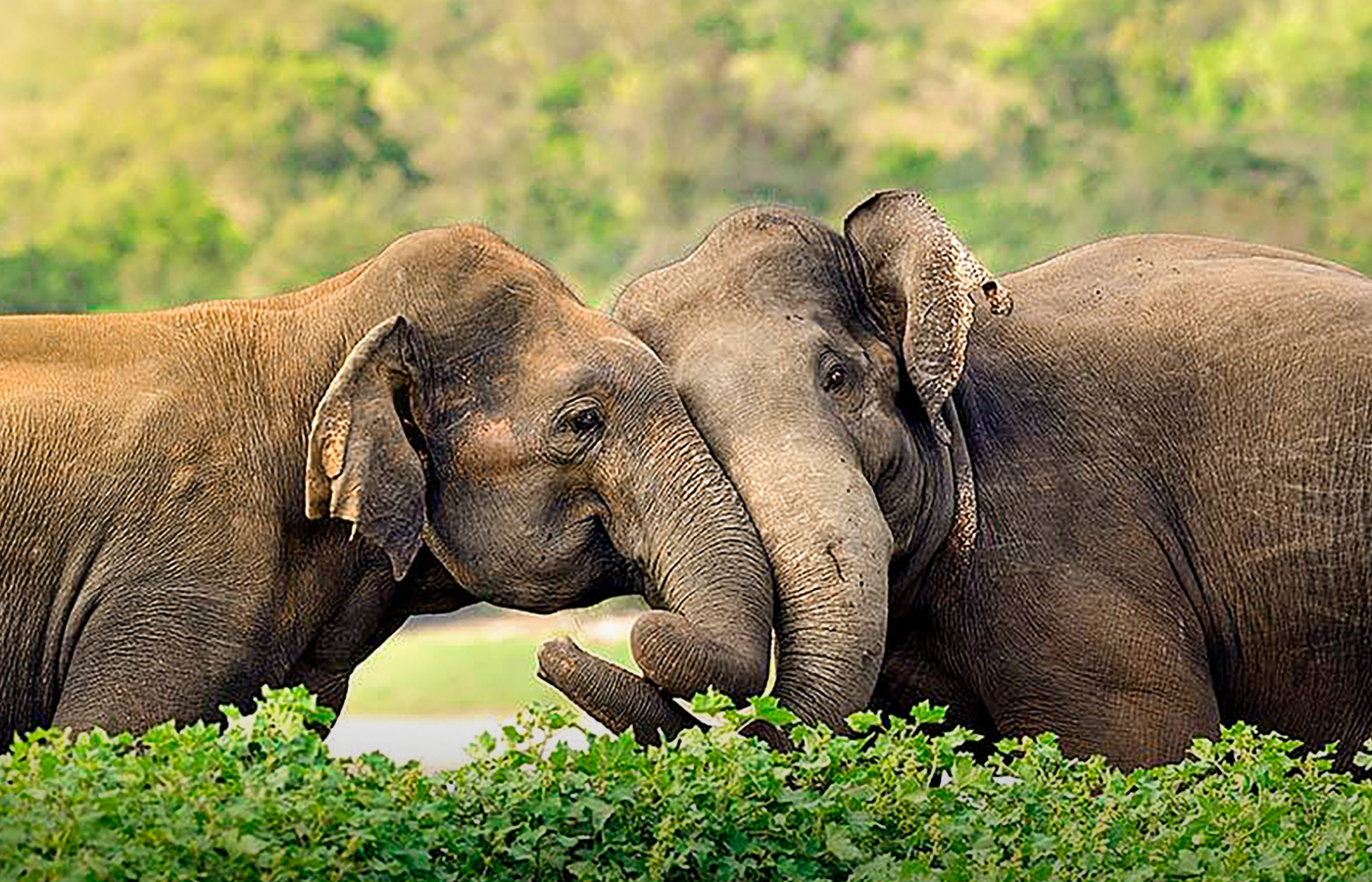 Туры на Шри-Ланку из Владикавказа
